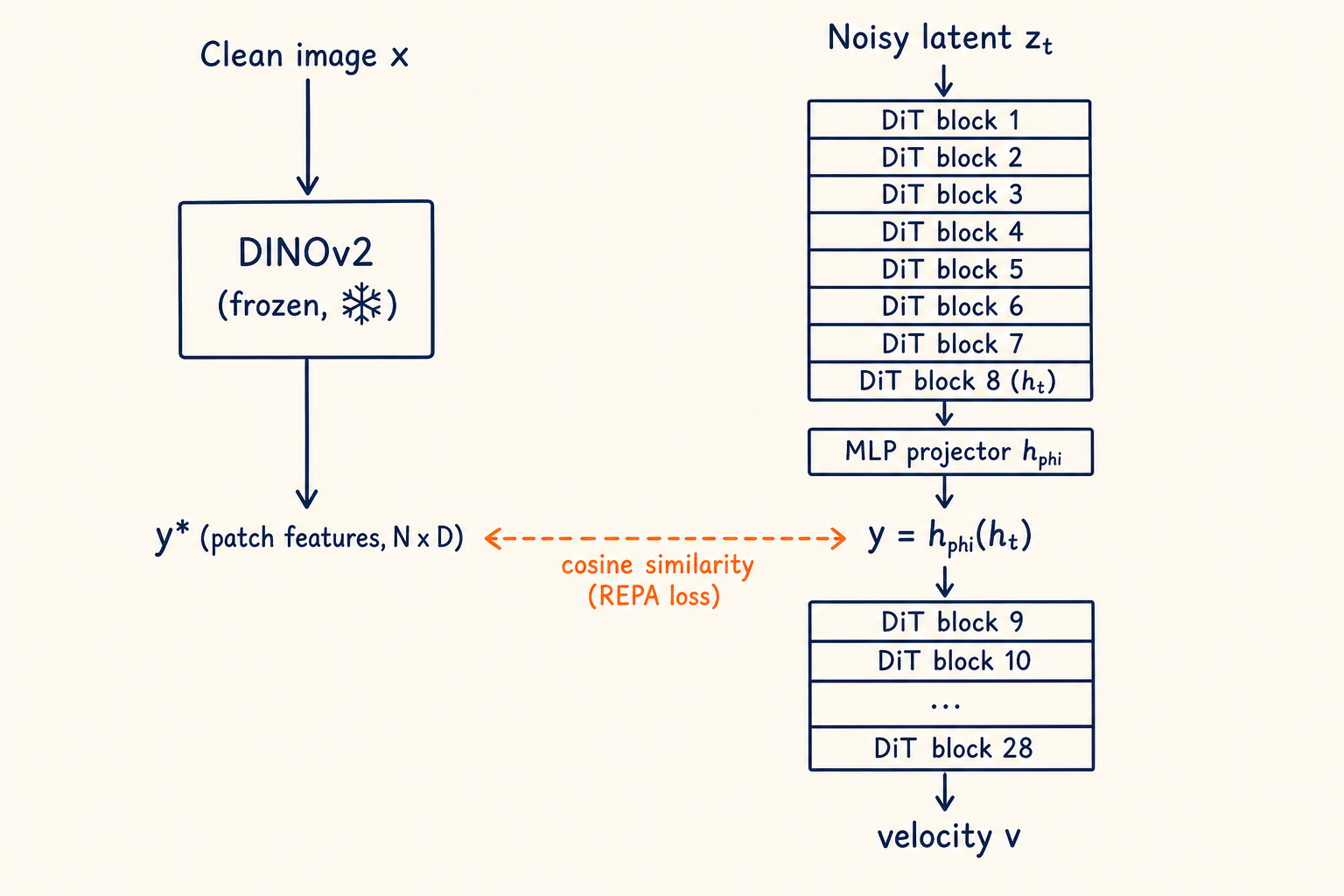 REPA pipeline 双路示意：clean image 走 DINOv2 拿 y*；noisy latent 走 DiT 前 8 层取 h_t 经 MLP 投影得 y；两者做 cosine similarity 对齐